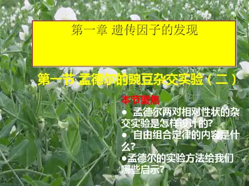 高中生物必修2第一章第二节孟德尔的豌豆杂交实验(二)人教版必修二 PPT课件 图文