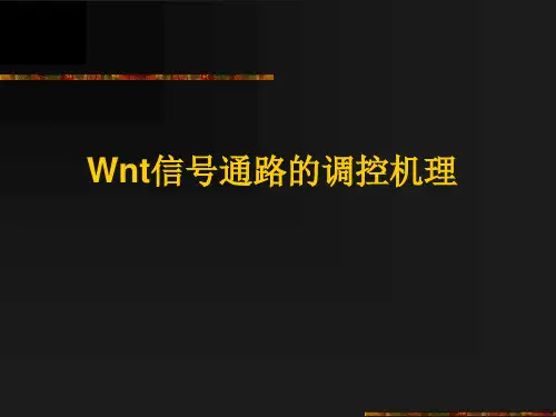 Wnt信号通路调控机理