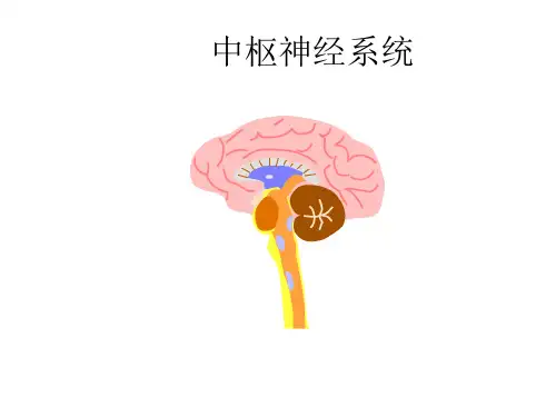 高二生物中枢神经系统