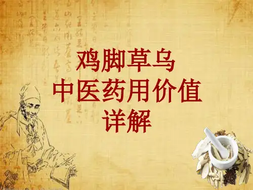 中药学_鸡脚草乌_药材详解课件模板