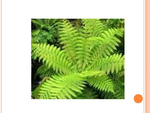 1.1绿色植物的主要类群优秀课件