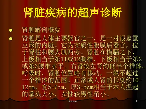 肾脏疾病的超声诊断ppt课件