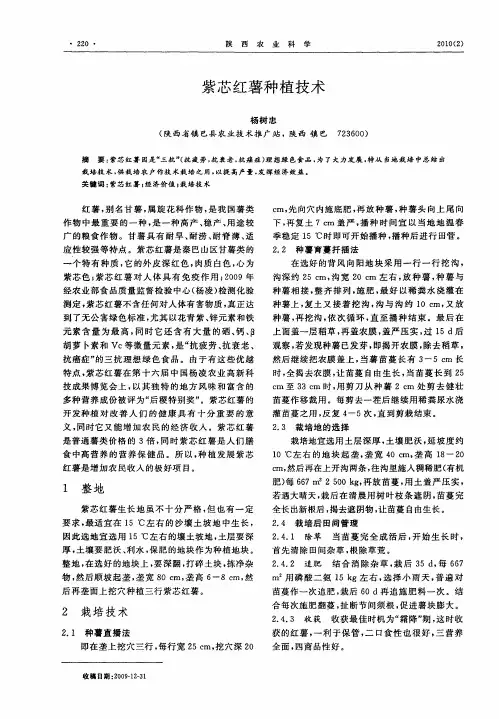 紫芯红薯种植技术