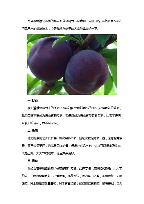 凤凰李栽培技术