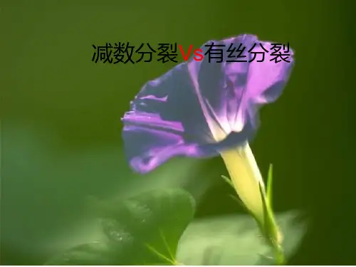 减数分裂第三课时ppt课件