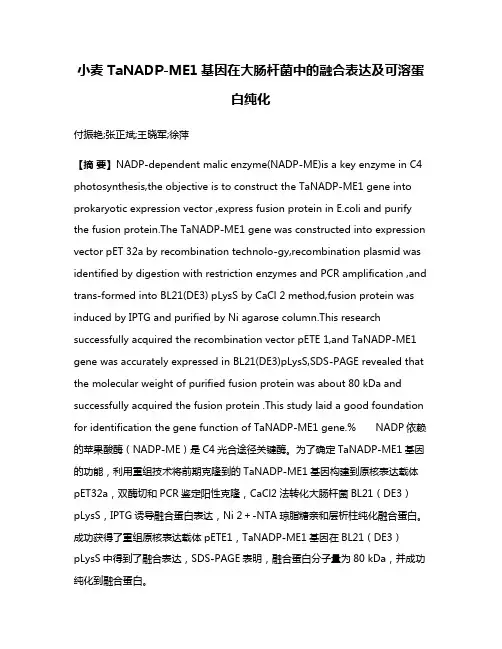 小麦 TaNADP-ME1基因在大肠杆菌中的融合表达及可溶蛋白纯化