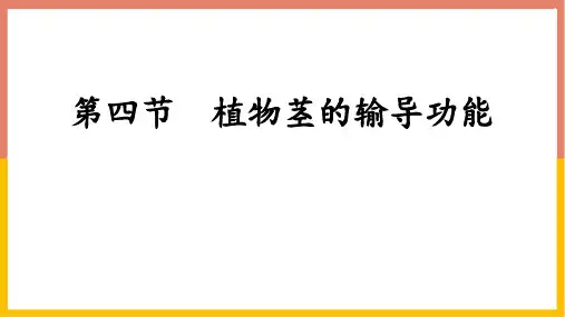 最新苏教版生物七年级上册《植物茎的输导功能》精品教学课件