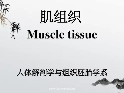 组织学与胚胎学第6章肌组织