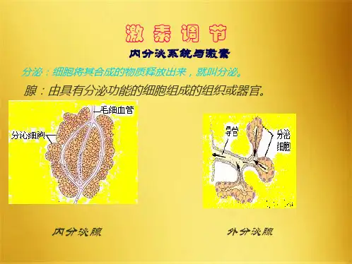 生物：第6章第4节激素调节课件(人教版七年级下)(共7张PPT)