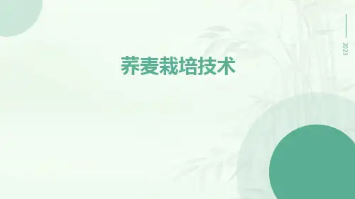 荞麦栽培技术