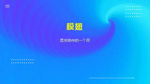 膜翅    