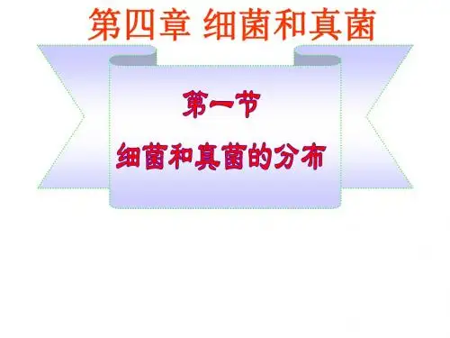 新人教版八年级生物上册 第五单元 生物圈中的其他生物 第四章 细菌和真菌 复习课件