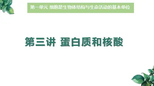 高三生物一轮复习课件第3讲(1)蛋白质和核酸