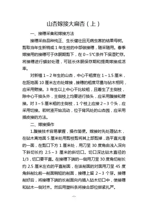 山杏嫁接大扁杏(上)