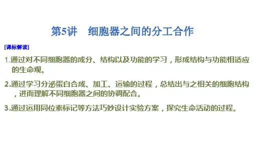 高三一轮复习生物细胞器和生物膜系统课件