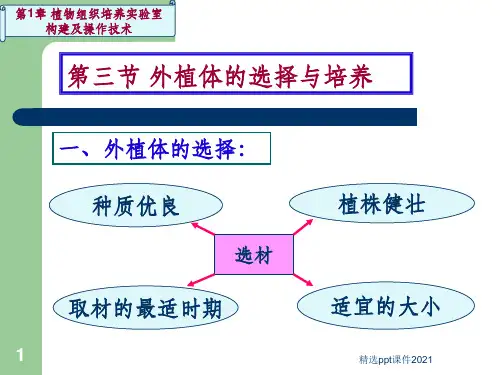 外植体的选择与培养ppt课件
