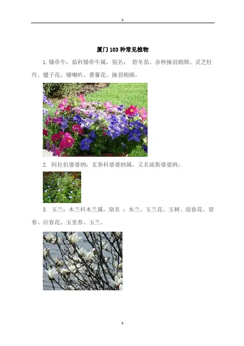 厦门103种常见植物