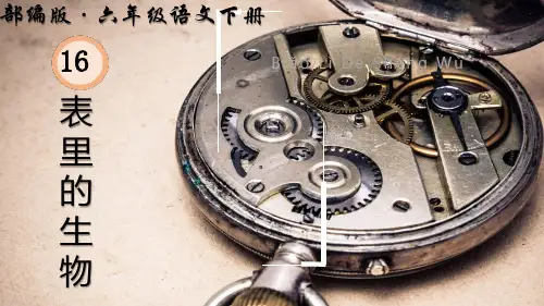 16 表里的生物 课件(共49张PPT)