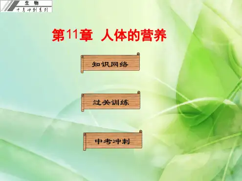 初中生物中考基础梳理复习第11章人体的营养 课件 人教版
