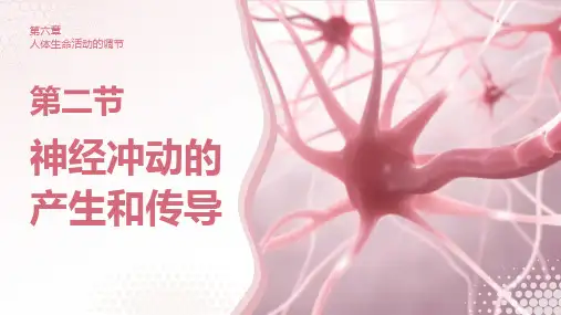 神经冲动的产生和传导(第一课时)(共41张PPT)人教版(2019)选择性必修1
