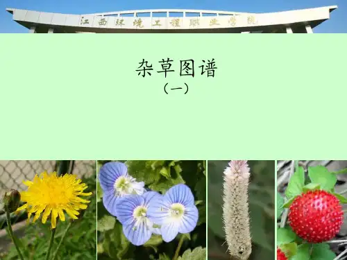 杂草图鉴