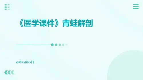 (医学课件)青蛙解剖