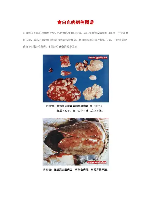 禽白血病病例-经典图谱