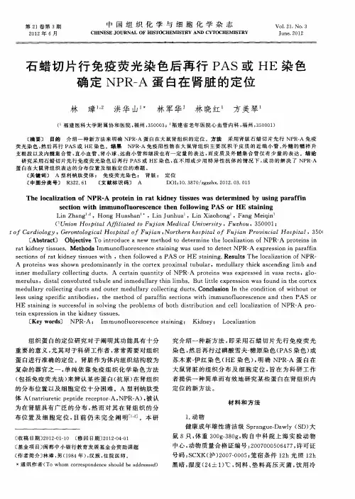 石蜡切片行免疫荧光染色后再行PAS或HE染色确定NPR-A蛋白在肾脏的定位