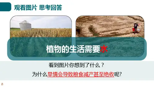 第三节吸收作用第1课时课件2023-2024学年北师大版生物七年级上册