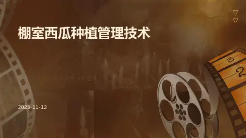 棚室西瓜种植管理技术