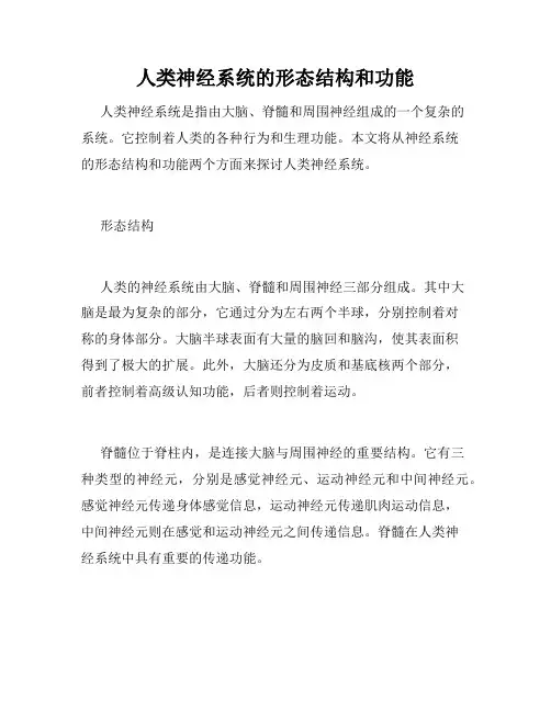 人类神经系统的形态结构和功能