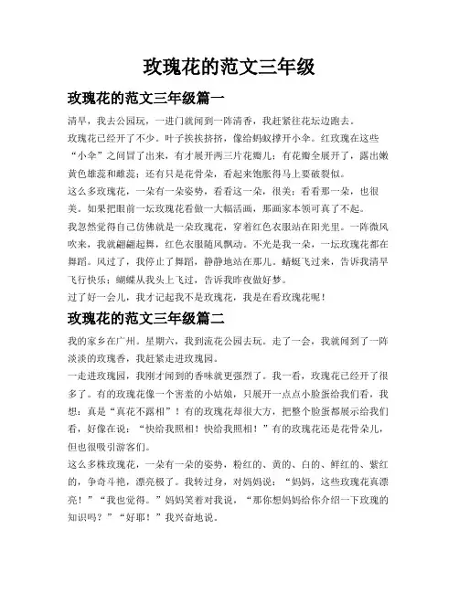玫瑰花的范文三年级