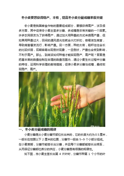 冬小麦要想获得稳产、丰收，提高冬小麦分蘖成穗率很关键
