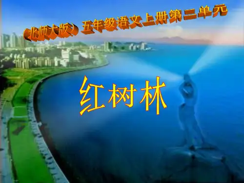北师大版五年级语文上册《红树林》公开课ppt课件   大赛获奖精美课件PPT