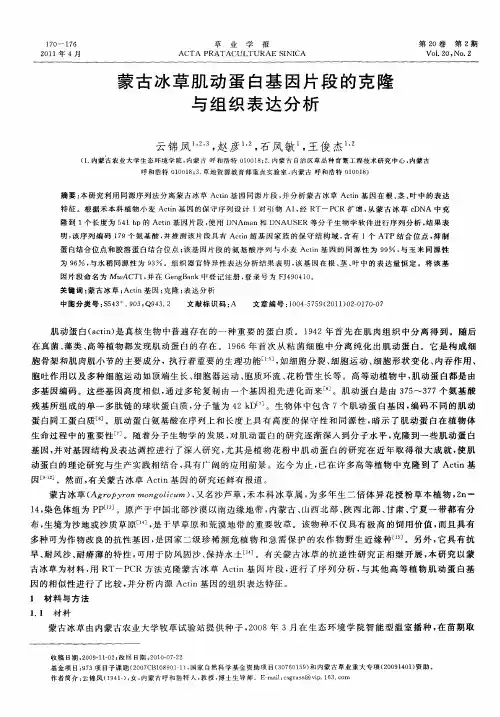 蒙古冰草肌动蛋白基因片段的克隆与组织表达分析