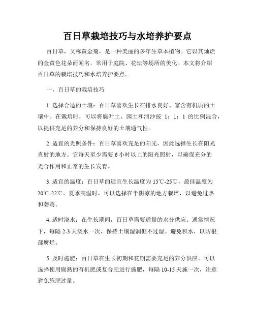 百日草栽培技巧与水培养护要点