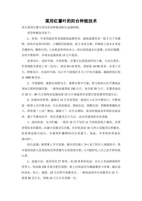 菜用红薯叶的阳台种植技术