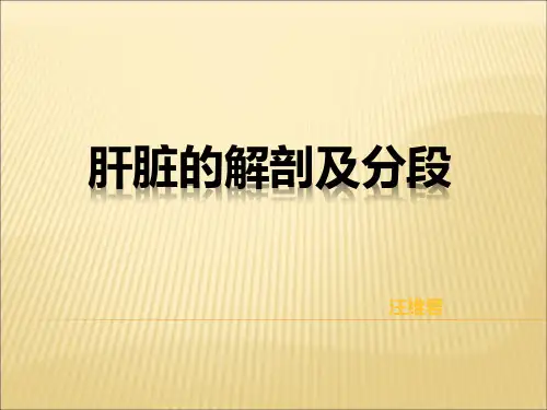 肝的解剖及分段PPT