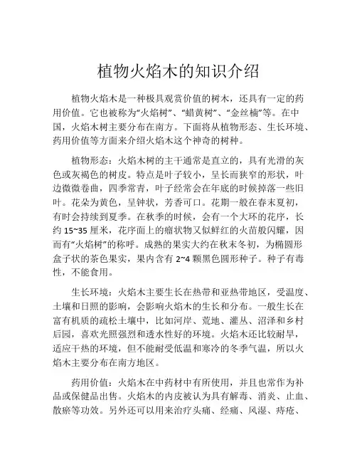 植物火焰木的知识介绍