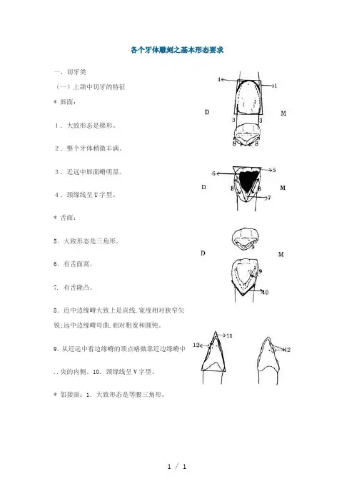 各个牙体雕刻之基本形态要求