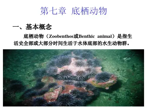《底栖动物》PPT课件