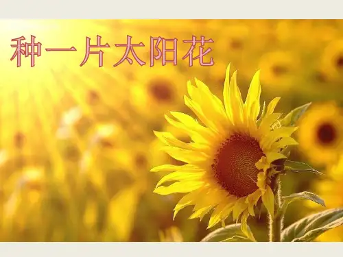 北师大版四年级语文下册《3 花-种一片太阳花》课件