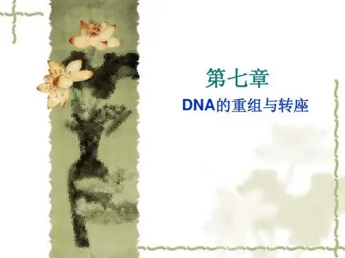 第七章 DNA重组与转座