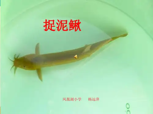 部编小学音乐三年级《唱歌 捉泥鳅》杨远萍PPT课件 一等奖新名师优质公开课获奖比赛人教