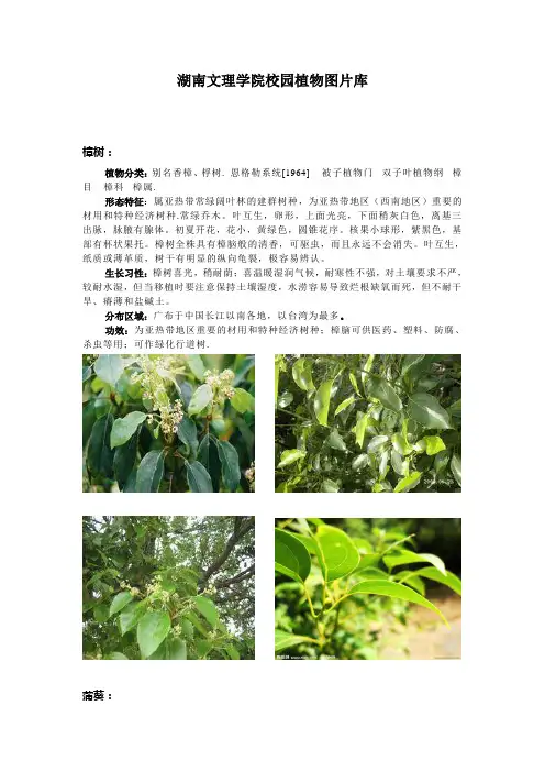 湖南文理学院校园植物图片库