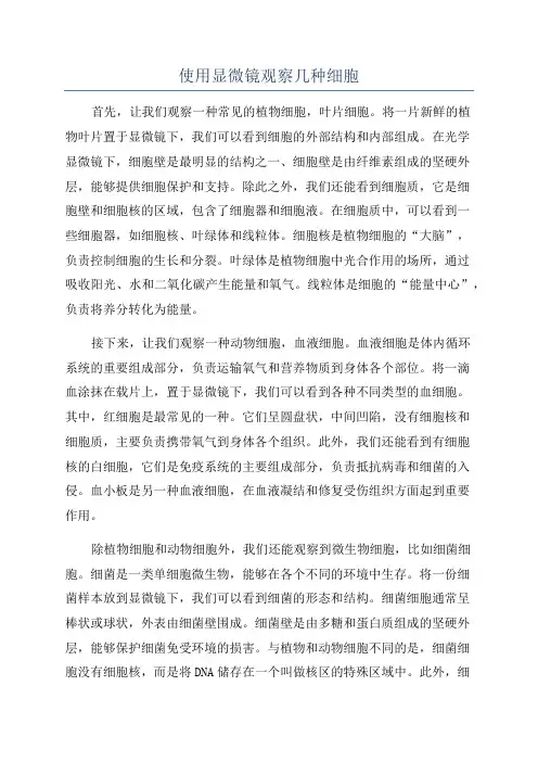 使用显微镜观察几种细胞