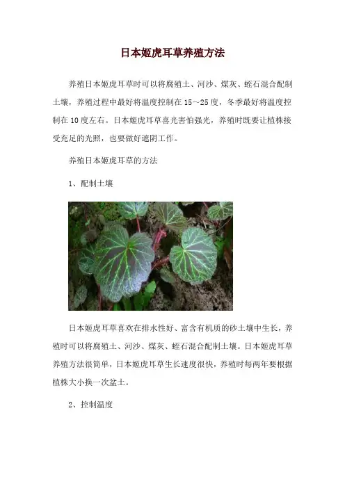 日本姬虎耳草养殖方法
