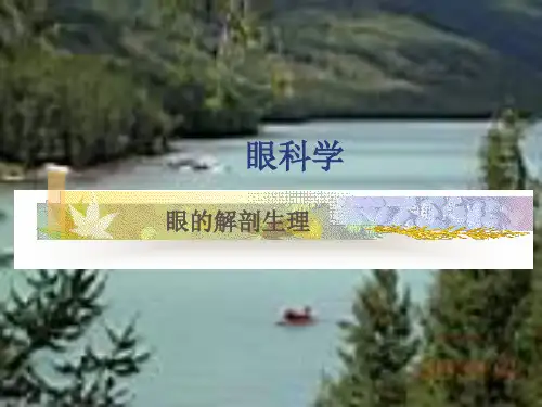 眼解剖
