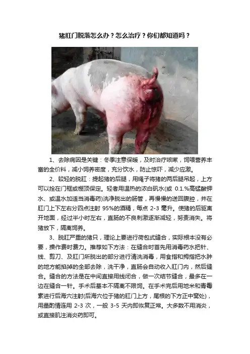 猪肛门脱落怎么办？怎么治疗？你们都知道吗？