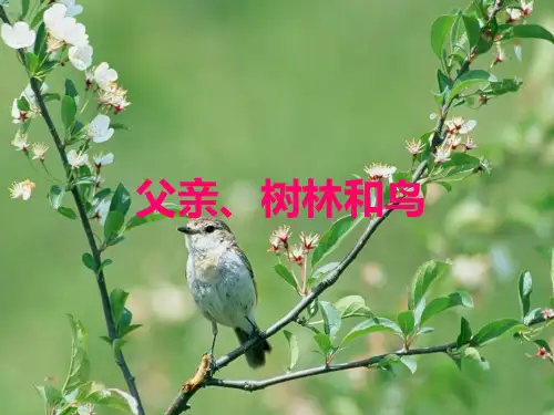 部编版三年级上册语文课件- 父亲,树林和鸟∣ppt上课用